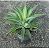 Agave overig