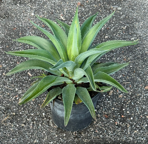 Agave overig