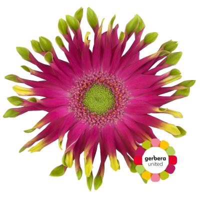 <h4>Gerbera Pastini Milazzo Water</h4>