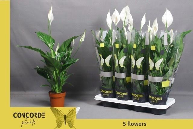 <h4>SPATH SWEET RICARDO</h4>