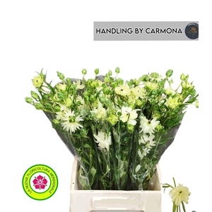 RAN N MODERNA GALAXY