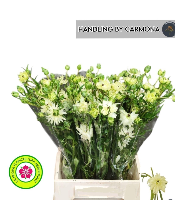 <h4>RAN N MODERNA GALAXY</h4>