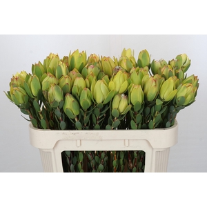 Leucadendron Disc. Yellow