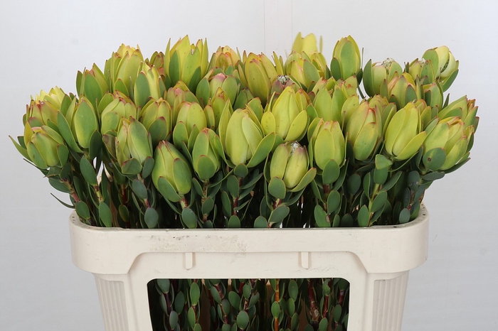 <h4>Leucadendron Disc. Yellow</h4>