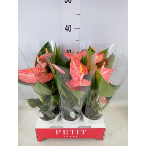 Anthurium andr. 'Livium Orange'