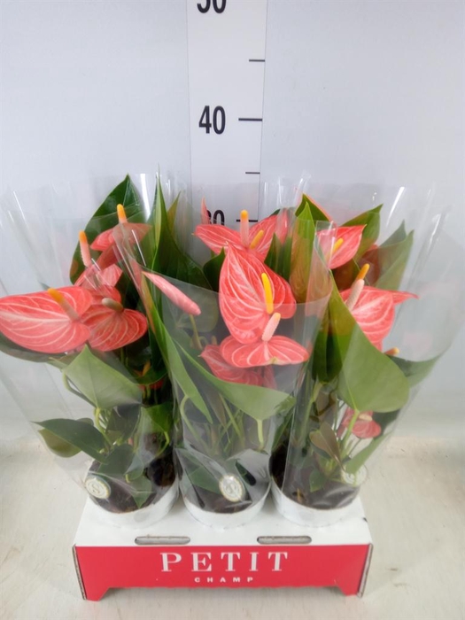 <h4>Anthurium andr. 'Livium Orange'</h4>