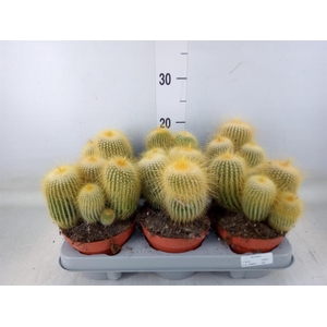Parodia leninghausii