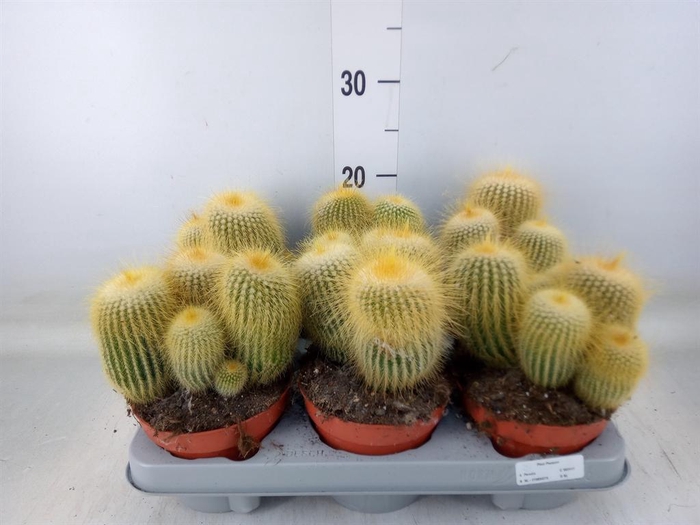 <h4>Parodia leninghausii</h4>