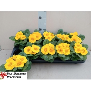 PRIM ACAULIS PARADISO YELLOW