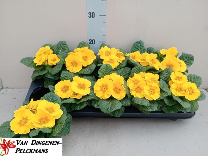 <h4>PRIM ACAULIS PARADISO YELLOW</h4>