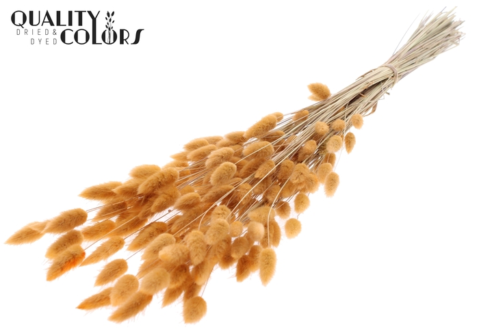 <h4>Lagurus Premium per bunch Salmon</h4>