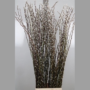 Salix C Snow Flake