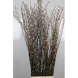 Salix C Snow Flake