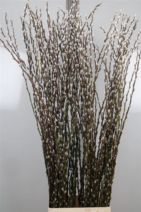 <h4>Salix C Snow Flake</h4>