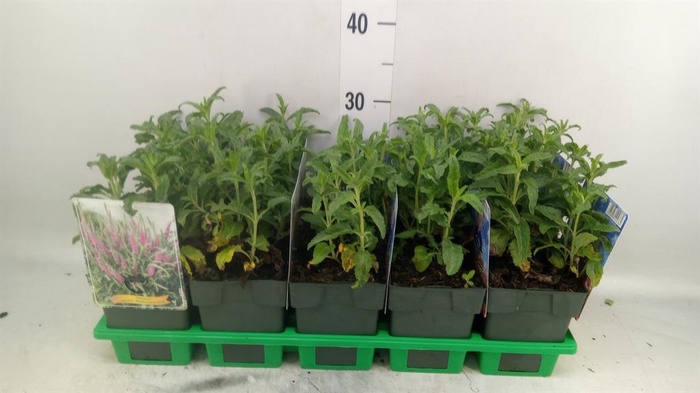 <h4>Veronica   ...</h4>