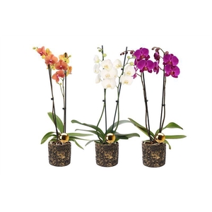 Dolomite p12 Lucy black-gold Phal mix 2T14+
