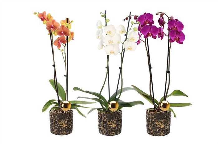 <h4>Dolomite p12 Lucy black-gold Phal mix 2T14+</h4>