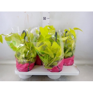 Epipremnum pinn. 'Golden Pothos' HG