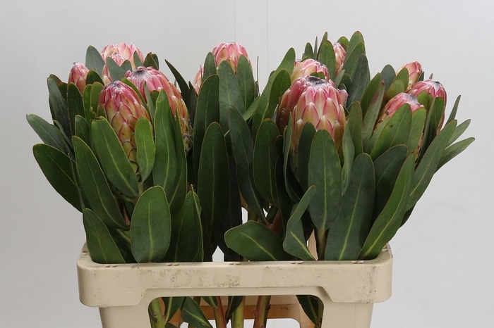 <h4>PROTEA SUSARA</h4>