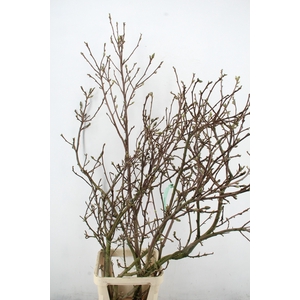 MAGNOLIA SUPERBA EXTRA PER STEM 160CM