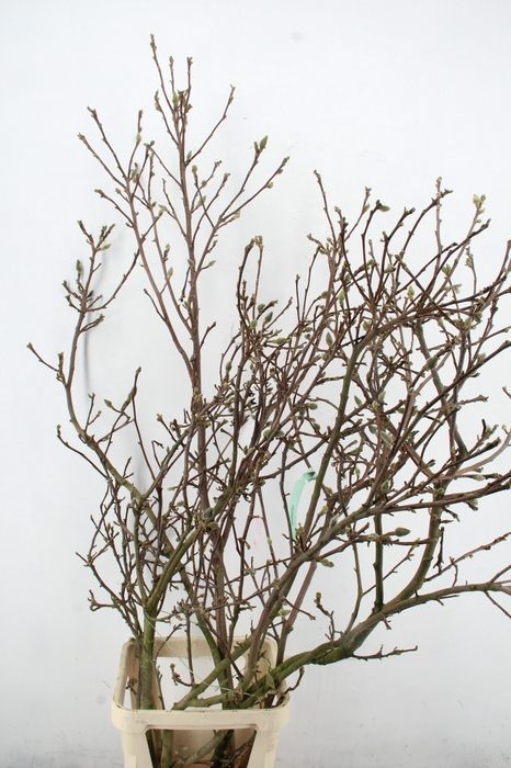 <h4>MAGNOLIA SUPERBA EXTRA PER STEM 160CM</h4>