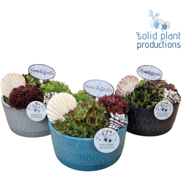 SMP002 Sarah Navy Sempervivum