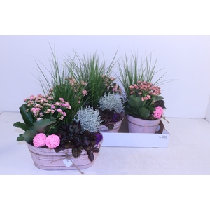 ARR TUINPLANTEN