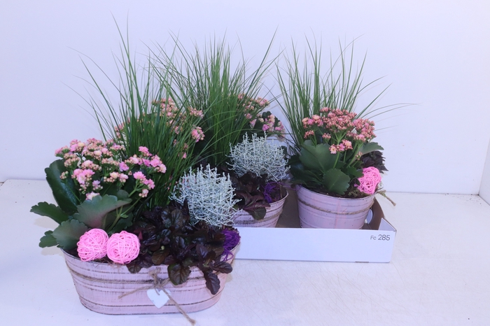 <h4>ARR TUINPLANTEN</h4>