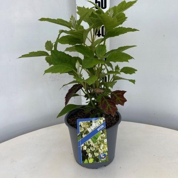 <h4>Hydrangea quercifolia</h4>