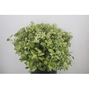 Pittosp Nevato Wit 150gr P Bunch
