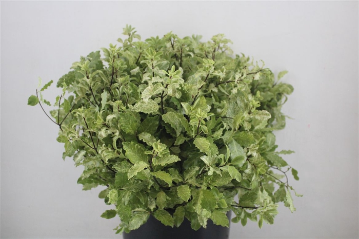 <h4>Pittosp Nevato Wit 150gr P Bunch</h4>