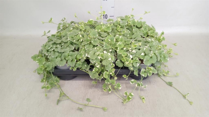 <h4>Glechoma hederacea</h4>