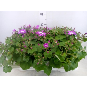 Pericallis cr. 'Senetti Magenta Bi'