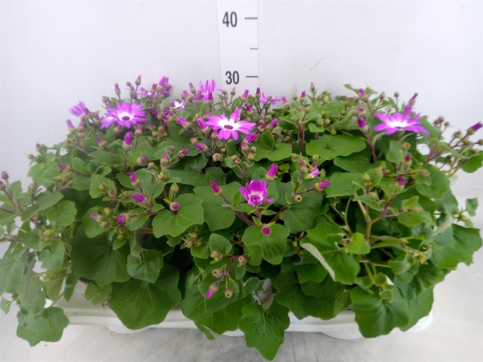 <h4>Pericallis cr. 'Senetti Magenta Bi'</h4>