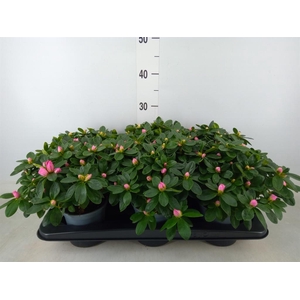 Rhododendron sim.   ...