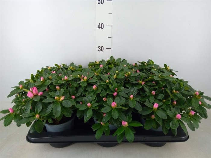 <h4>Rhododendron sim.   ...</h4>