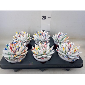 Echeveria  'Miranda'