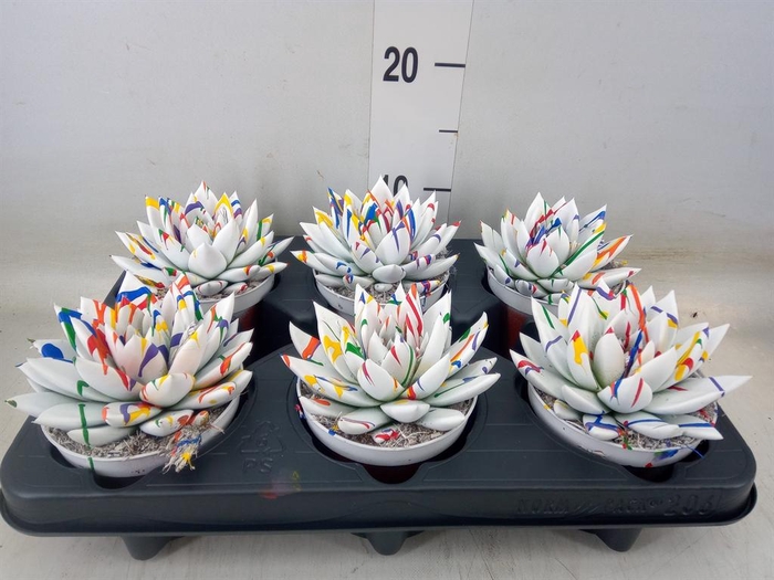 <h4>Echeveria  'Miranda'</h4>