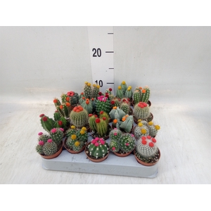 Cactus   ...decorated