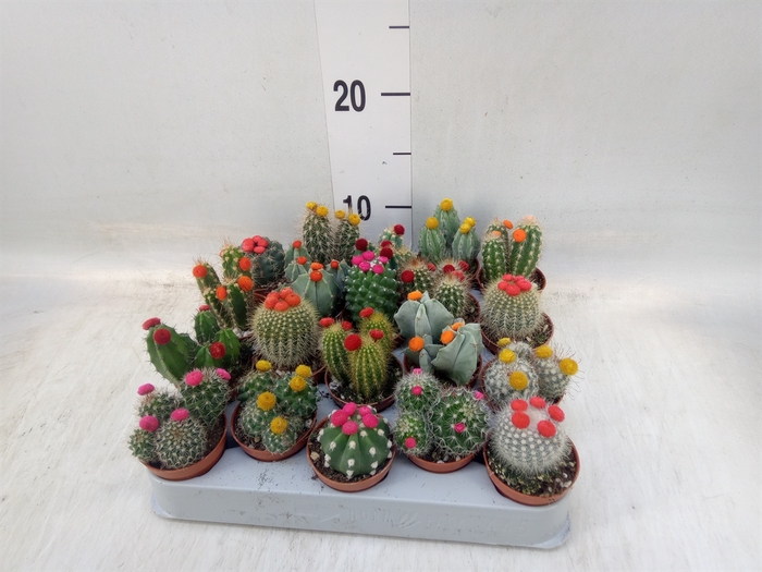 <h4>Cactus   ...decorated</h4>