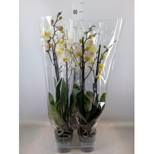 Phalaenopsis   ...white