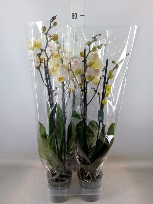<h4>Phalaenopsis   ...white</h4>