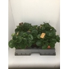 Peperomia obt. 'Green Gold'
