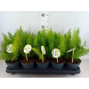 Asparagus dens. 'Meyers'