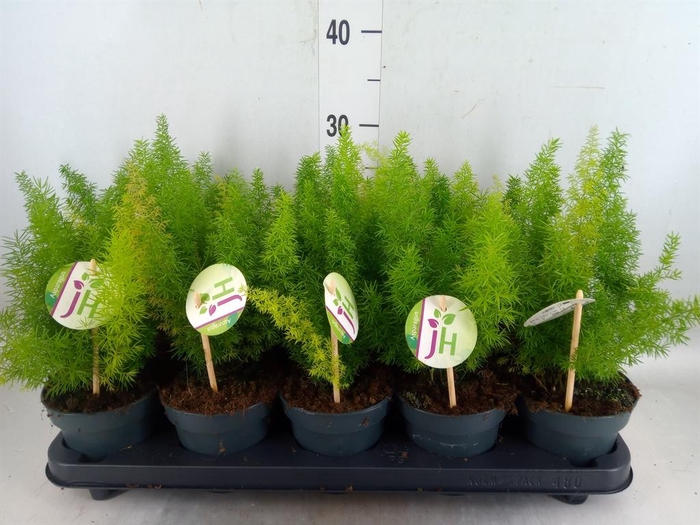 <h4>Asparagus dens. 'Meyers'</h4>