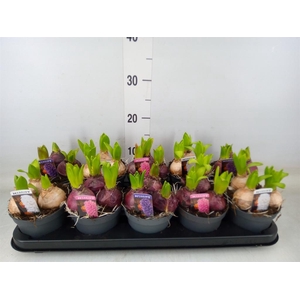 Hyacinthus orie. 'Pearl'  ...mix  3