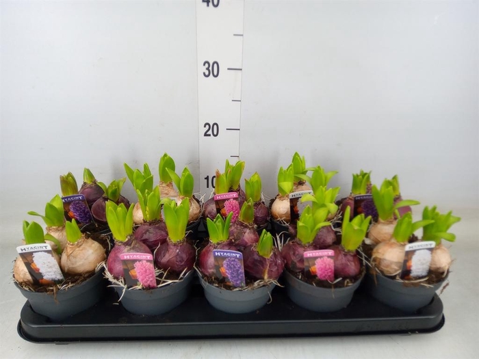 <h4>Hyacinthus orie. 'Pearl'  ...mix  3</h4>