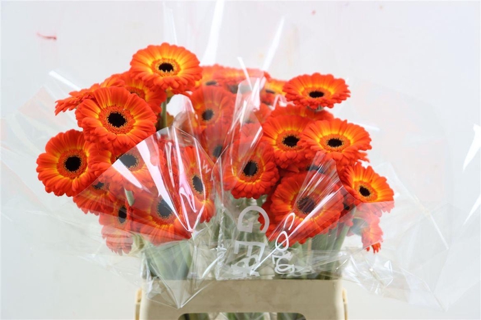 <h4>Ge Mi Flamazing Xxl</h4>