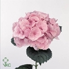 Hydrangea elbtal pink