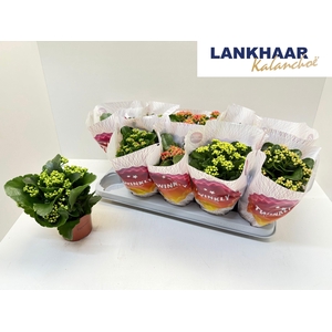 KAL GE PERF GEM 5 KL